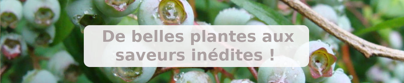 Plantes procurant des saveurs comestibles